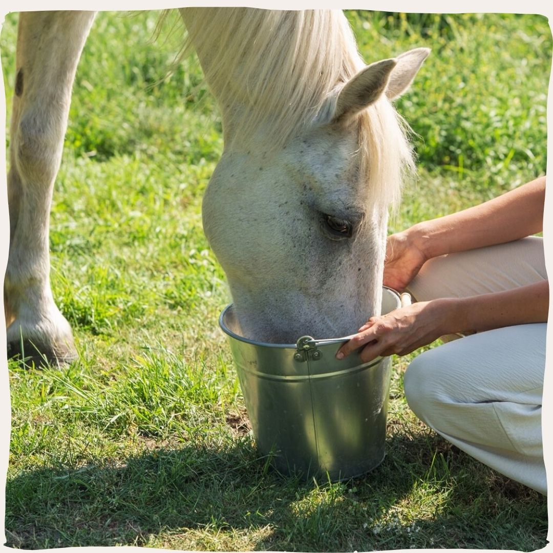 Paardenvoeding
