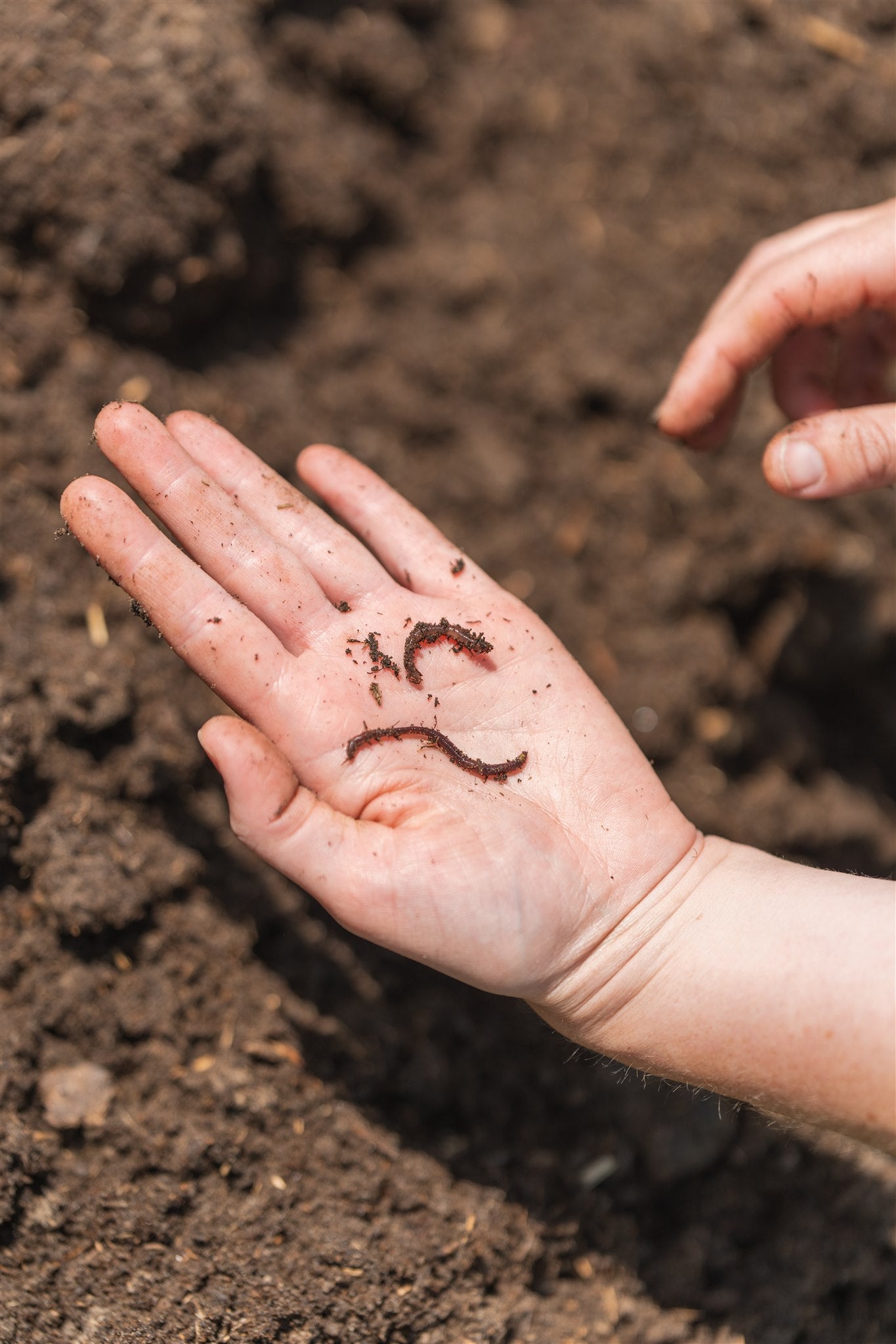 Worm in de hand ls teken voor gezonde bodem