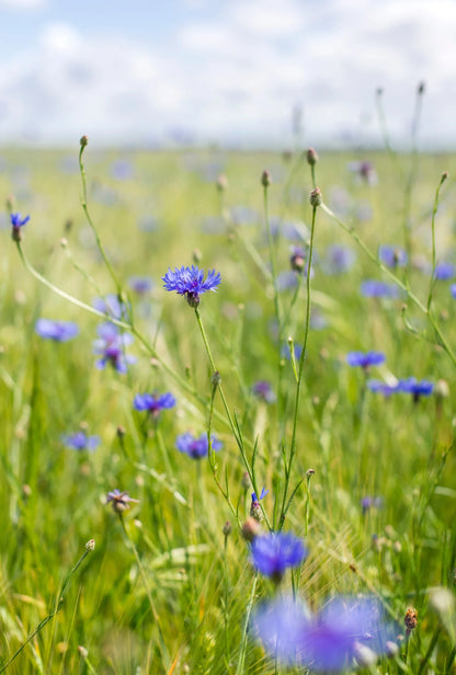Korenbloem