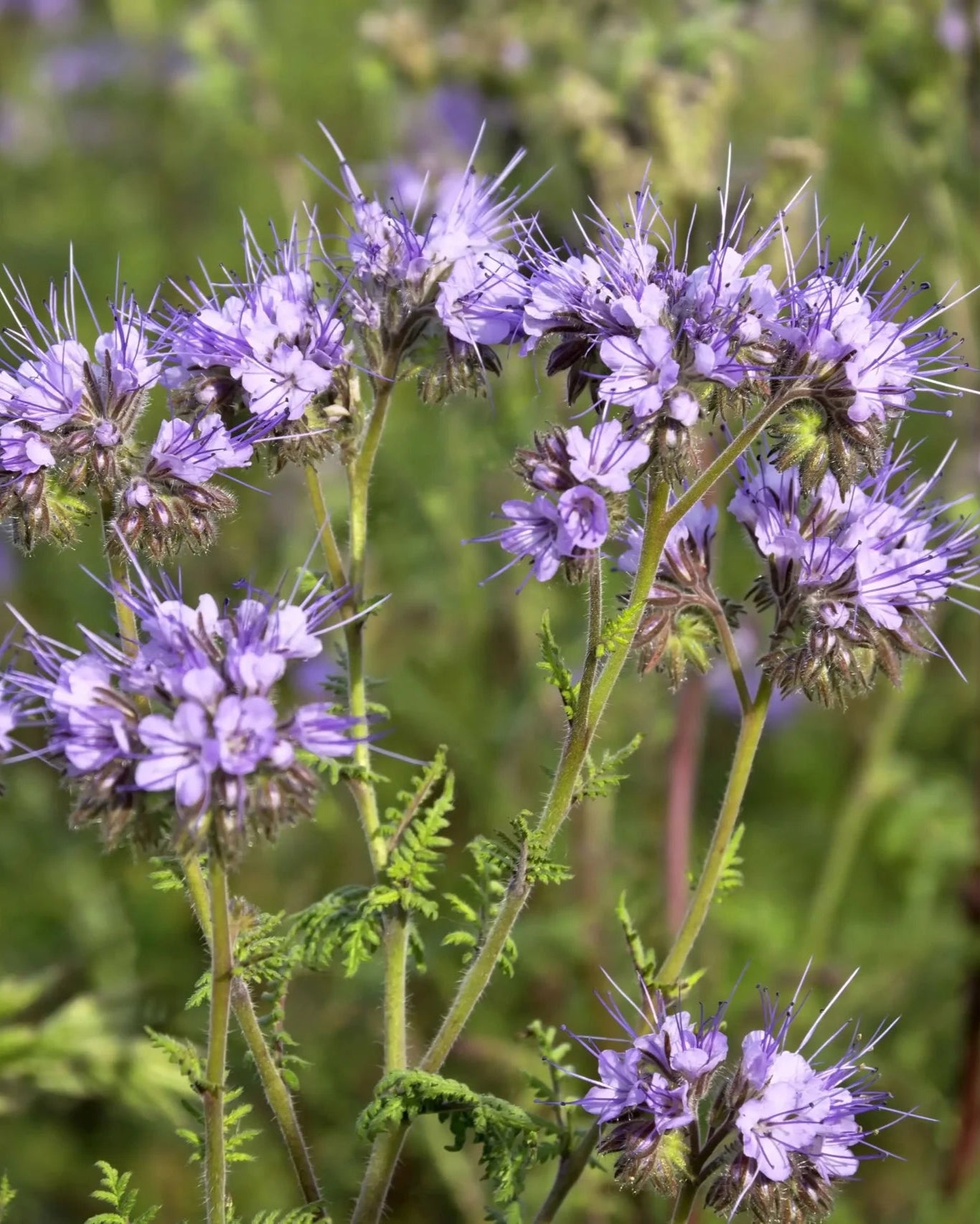 Phacelia
