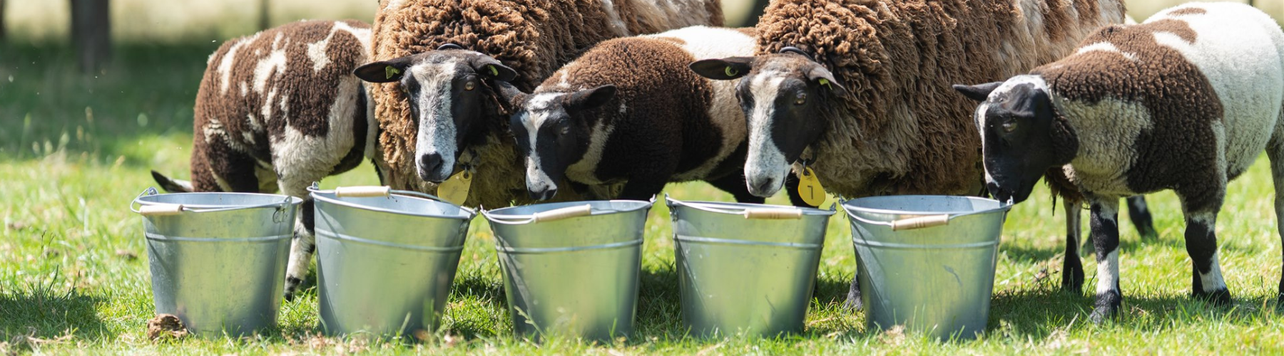 Schapen drinken van mineralen buffet